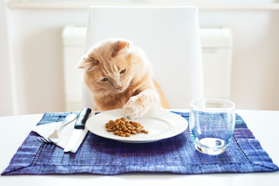 Comment choisir la bonne nourriture pour votre chat ?