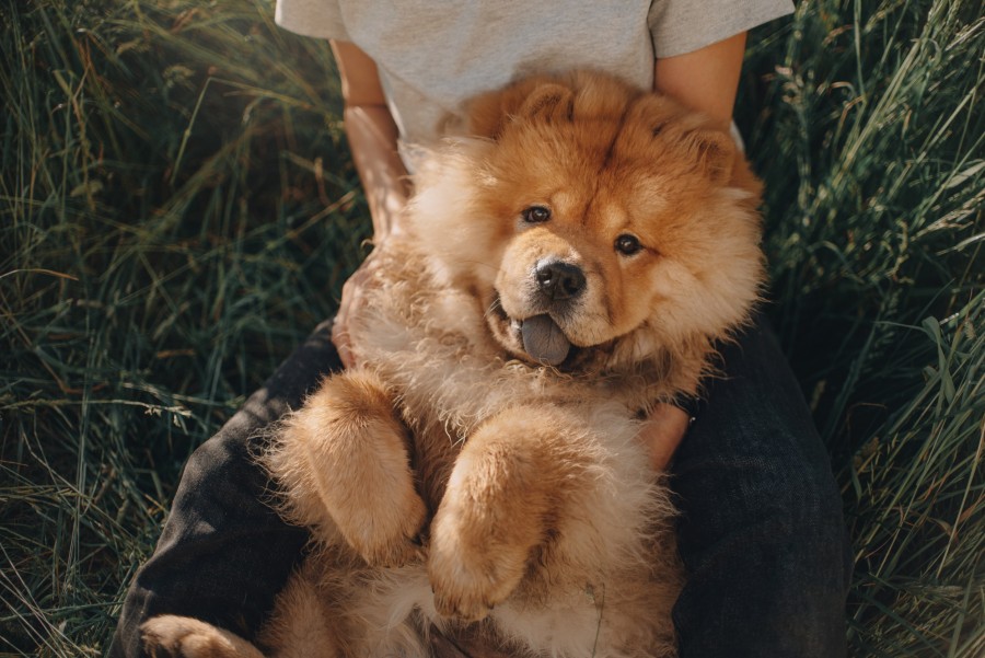 Comment décoder le langage du chien ?