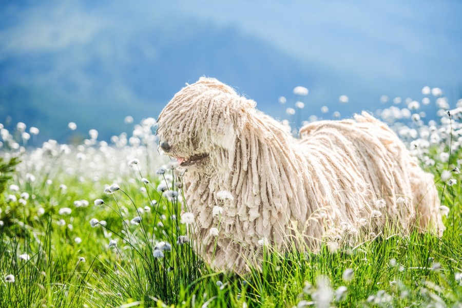 Comment démêler les dreadlocks d'un chien ?