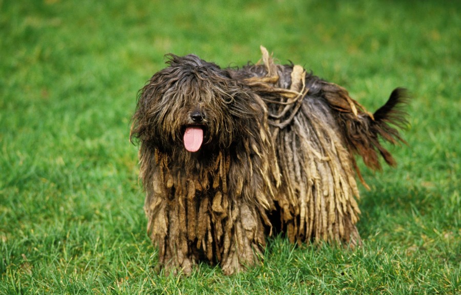 Comment entretenir les dreadlocks d'un chien ?