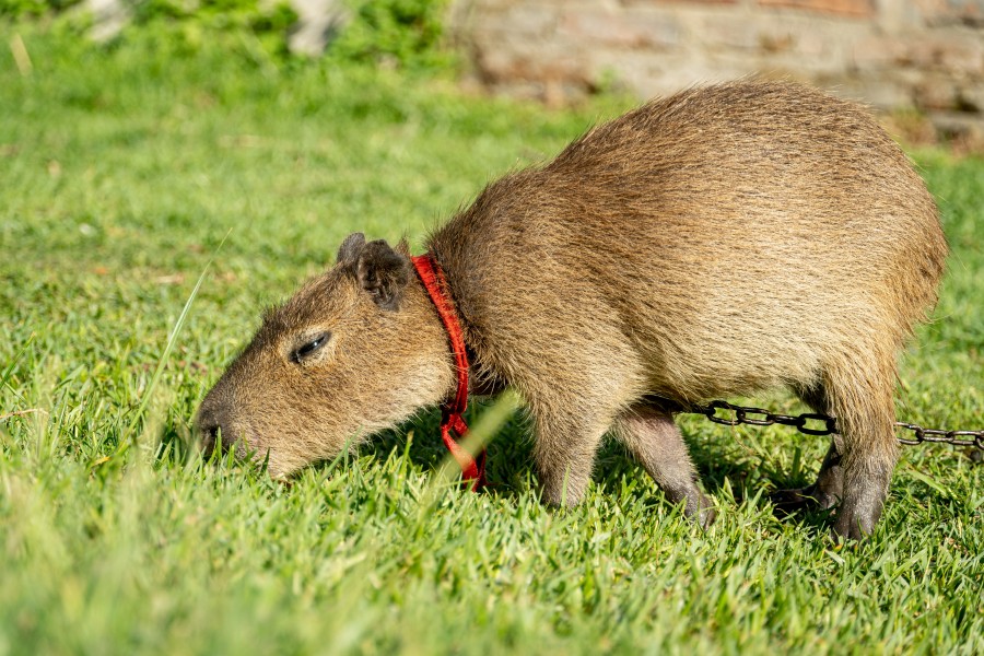 Comment prendre soin d'un capybara domestique ?