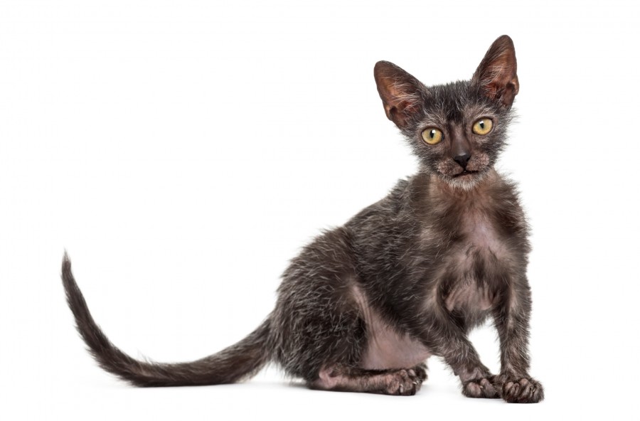 Comment prendre soin d'un chat lykoi ?