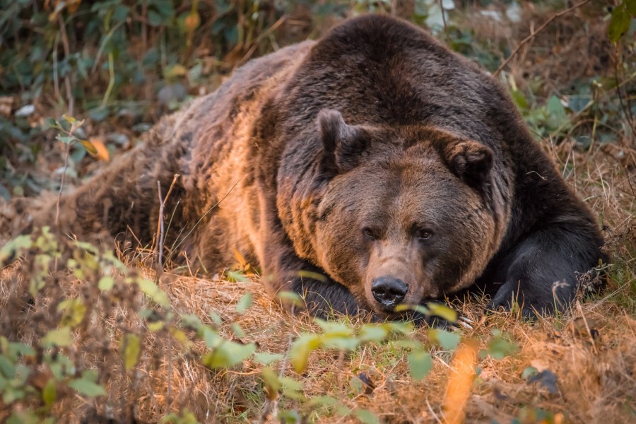 Comment se passe l'hibernation de l'ours ?