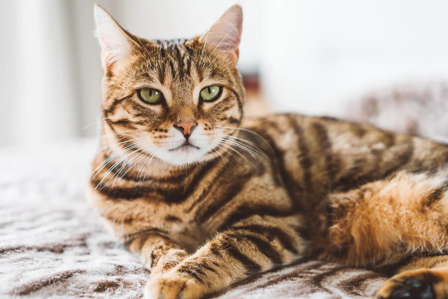 Quel est le caractère du chat tigré race ?