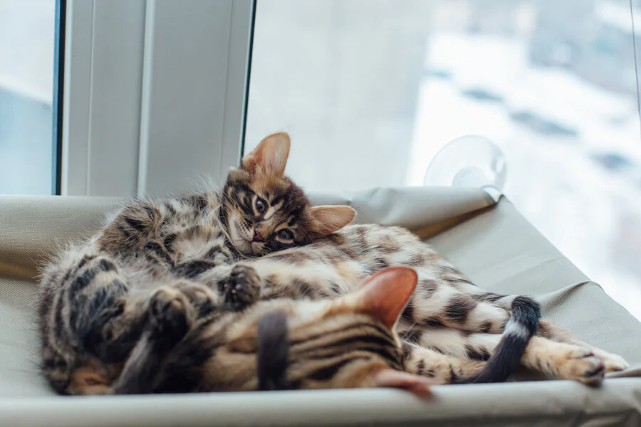 Quelle est la description du chat tigré race ?