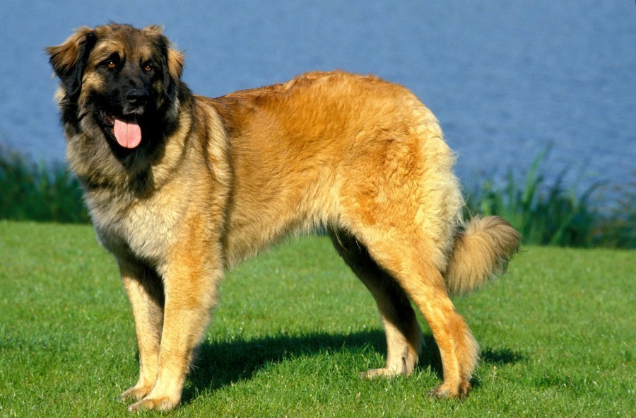 Quelle est l'histoire du chien de montagne portugais ?