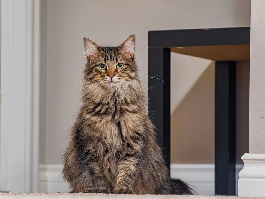 Quelle est l'origine du chat sibérien ?