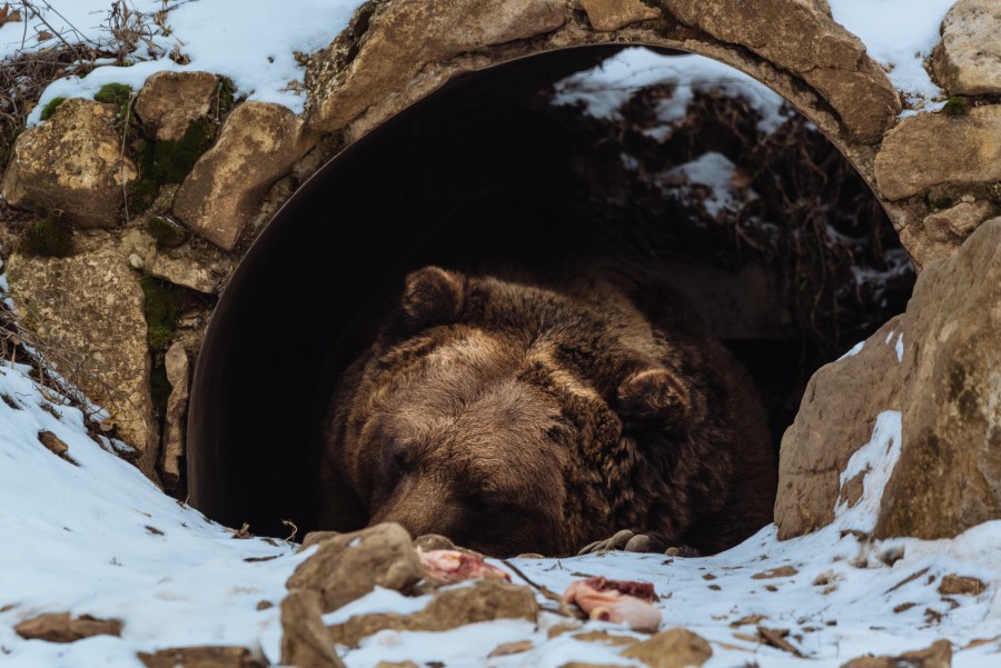 Quelles sont les différences entre l'hibernation des ours et des autres animaux ?