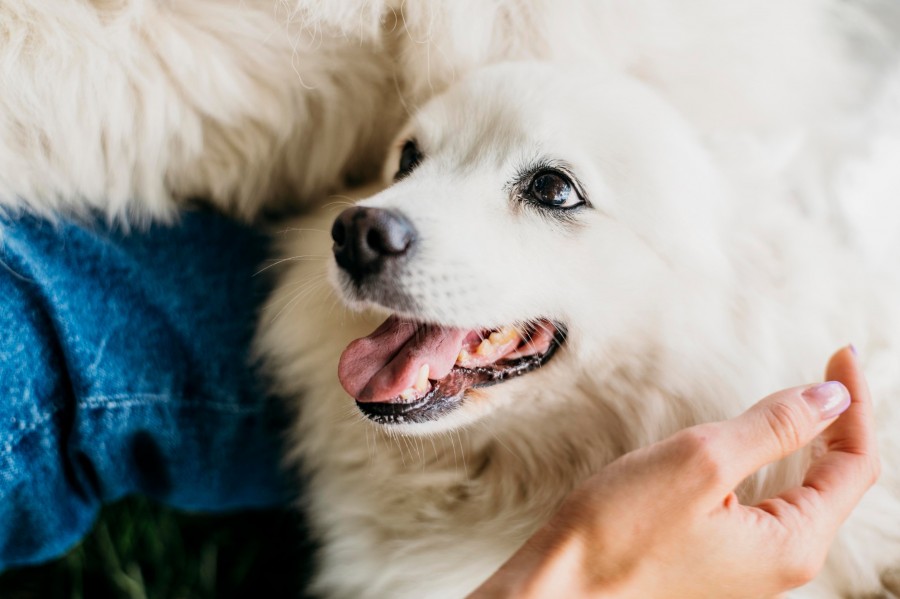 Quelles sont les différentes positions d'un chien et leur signification ?