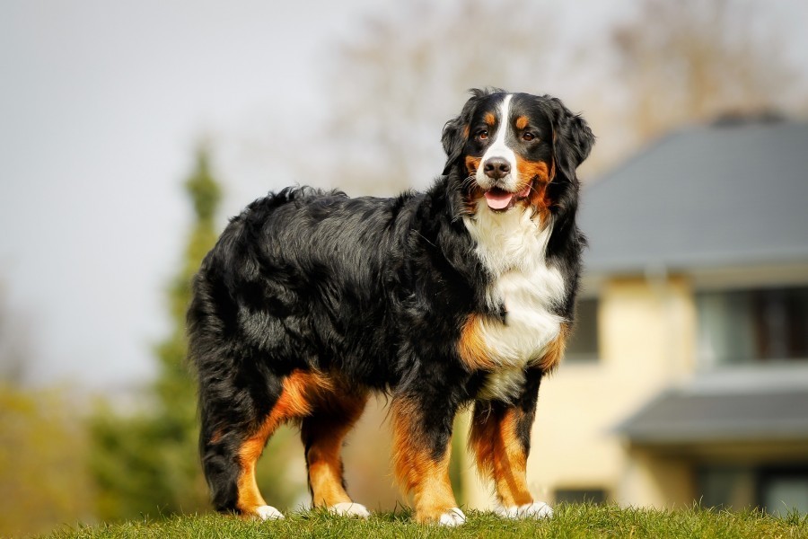 Quels sont les besoins spécifiques du chien de montagne portugais ?