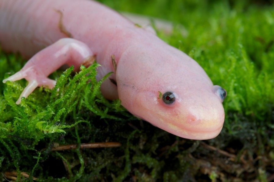 Quels sont les besoins spécifiques d’un axolotl terrestre ?