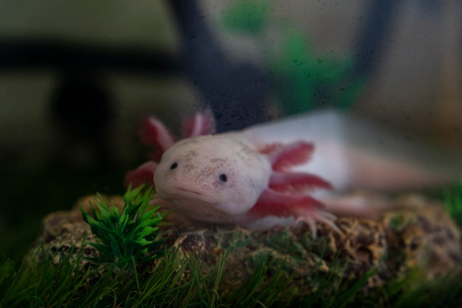 Qu'est-ce qu'un axolotl terrestre ?