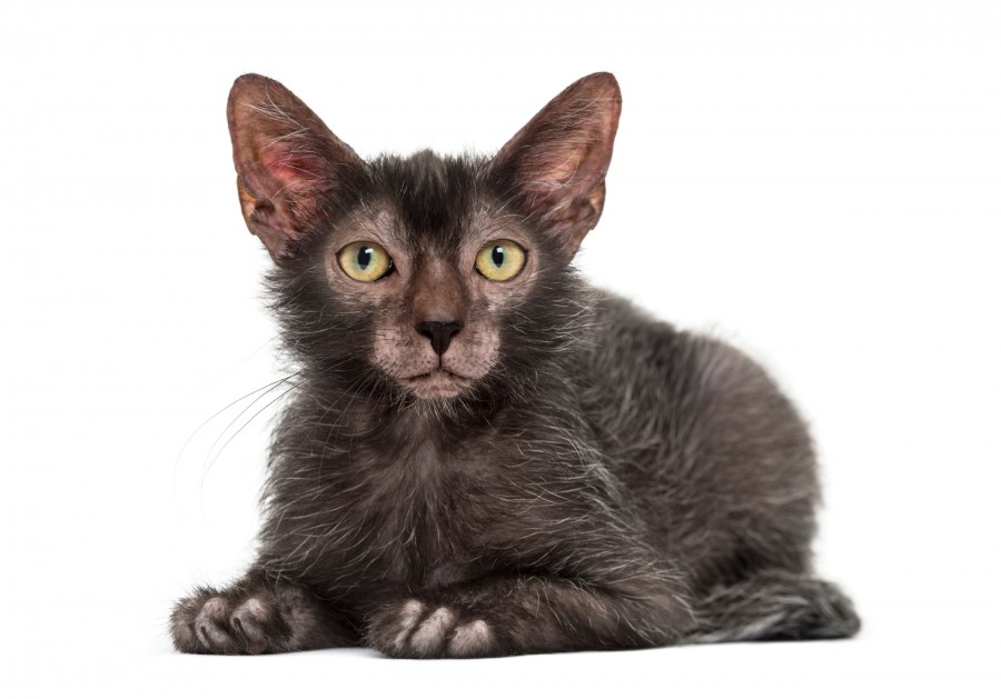 Qu'est-ce qu'un chat lykoi ?